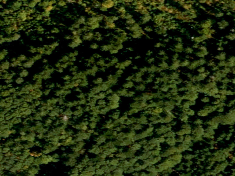 Concealed Beneath the Regen Canopy