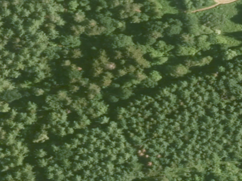 Verdant Canopy of Langenau,Germany
