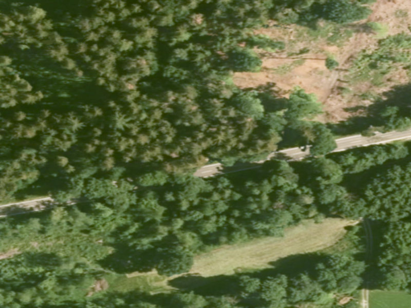 Green Vein on the Forest Edge, Langenau