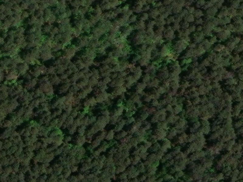 Verdant Canopy Crypts of Lauf
