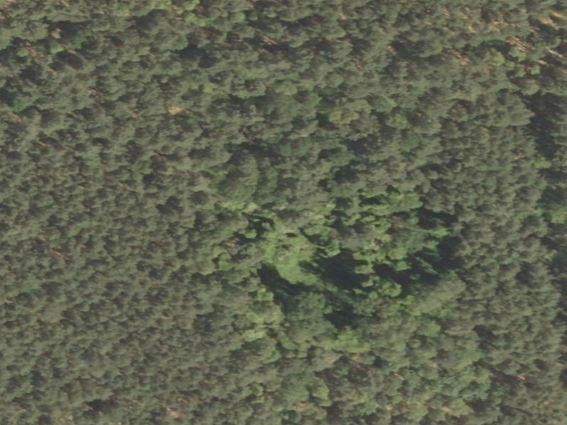 The Secret Forgotten Forest