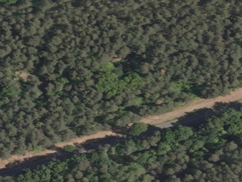 The Forgotten Forest: A Mysterious Landmark in the Heart of 137, Pieske, Polen