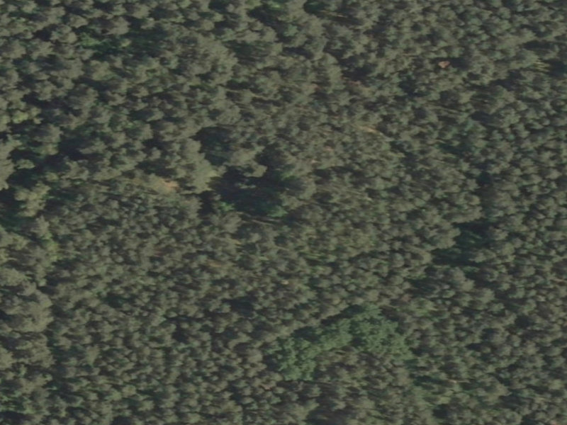 The Forgotten Forest of D724]
[