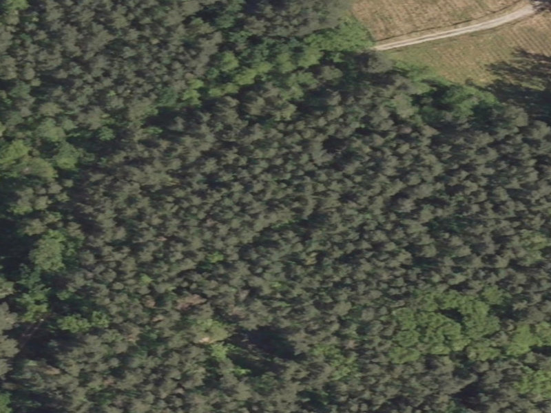 Abandoned Timberland: The Forgotten Forest Fortress