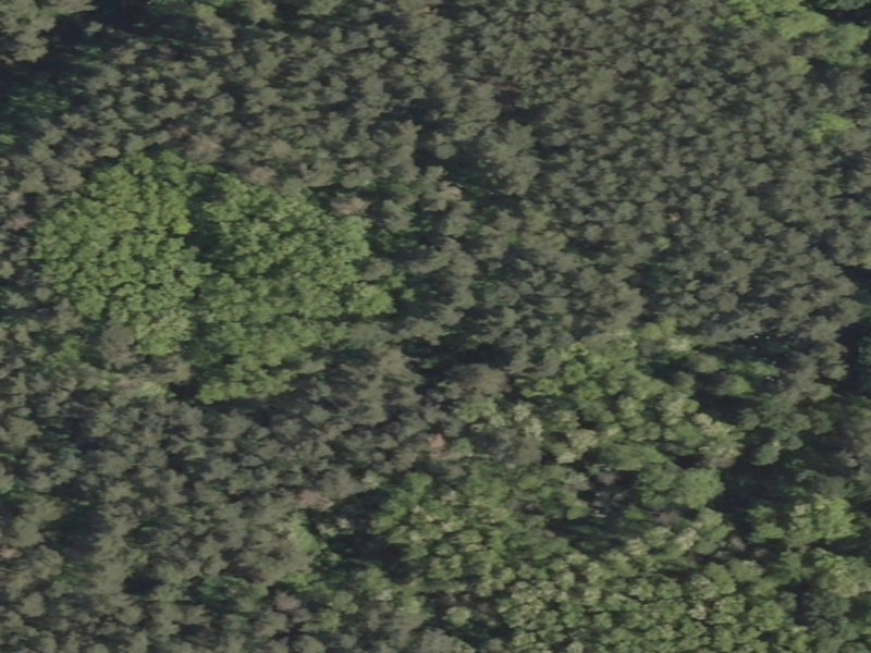 A Journey Through Time: The Abandoned Forest in D724, Polen