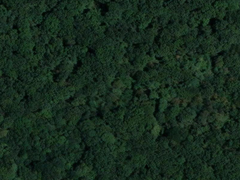 The Silent Symphony of Fuchsleuthen's Forgotten Forest
