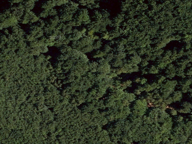 The Forgotten Forests of Baba